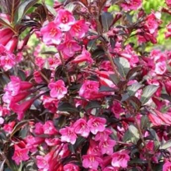 Weigelia Alexandra