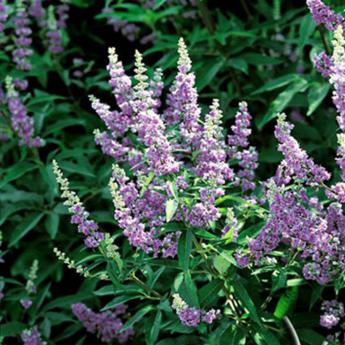 Vitex Agnus Castus F. Latifolia