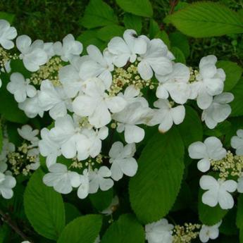Viburnum Plicatum Mariesii