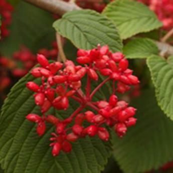 Viburnum Plicatum Mariesii