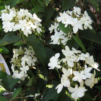Viburnum Plicatum Watanabe
