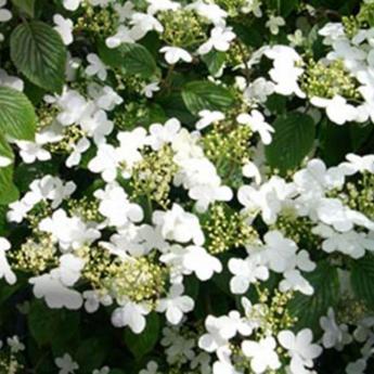 Viburnum Nudum Pink Beauty