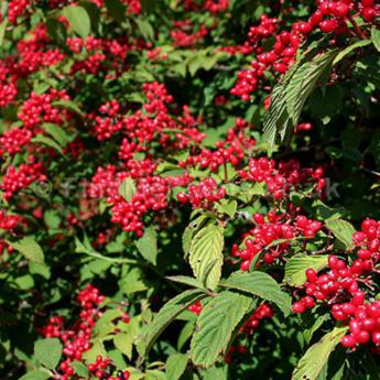 Viburnum Nudum Pink Beauty