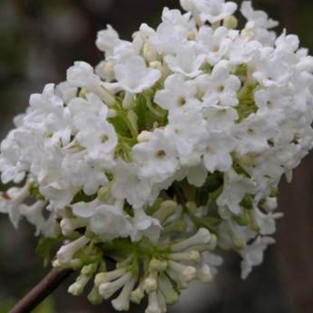 Viburnum Farreri Candidissimum