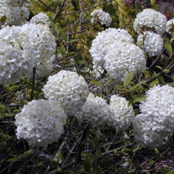 Viburnum Eskimo