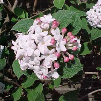 Viburnum Carlesii Aurora