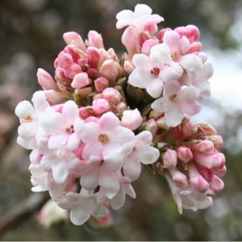 Viburnum X Bodnantense