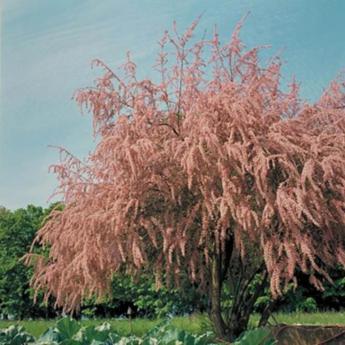 Tamarix Tetrandra