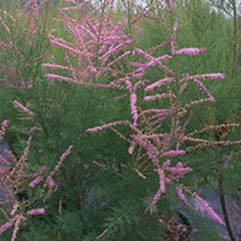 Tamarix Ramosissima Pink Cascade