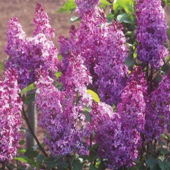 Syringa Vulgaris Princesse Sturdza