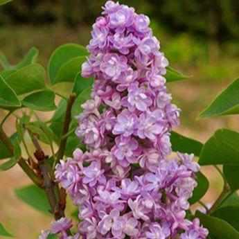 Syringa Vulgaris Katherine Havemeyer
