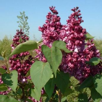 Syringa Vulgaris Edward Harding