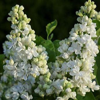 Syringa Vulgaris Dentelle d'Anjou
