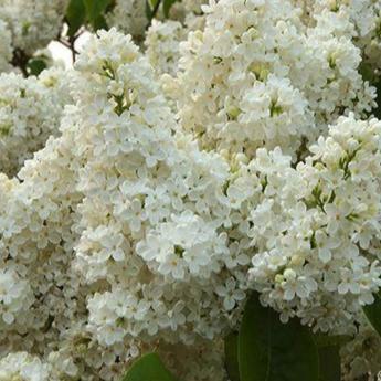 Syringa Vulgaris Comtesse d'Harcourt