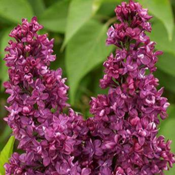 Syringa Vulgaris Charles Joly