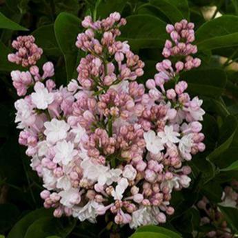 Syringa Vulgaris Belle de Moscou