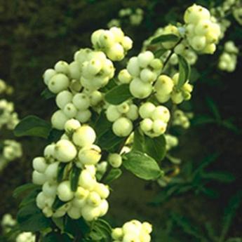 Symphoricarpos
