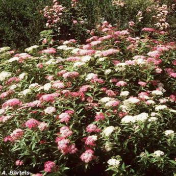 Spirea Shirobana