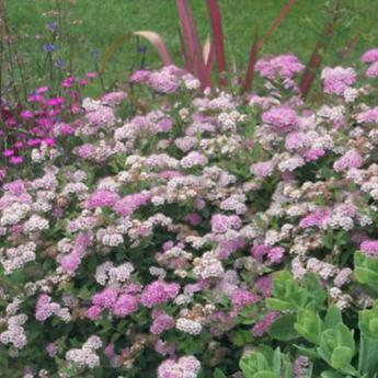 Spirea Japonica Little Princess