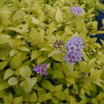 Spirea Japonica Goldmound