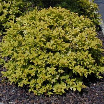 Spirea Japonica Gold Flame