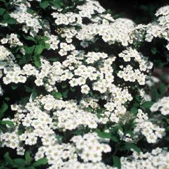 Spirea Niponica Halward's Silver