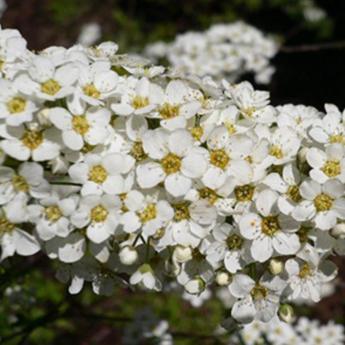Spirea Grefsheim Spirea Grefsheim