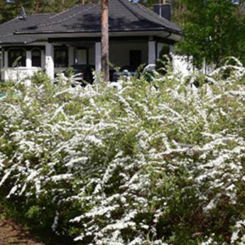 Spirea Grefsheim