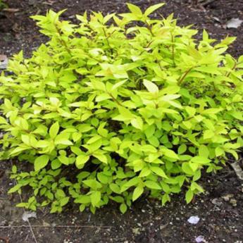 Spirea Goldmound