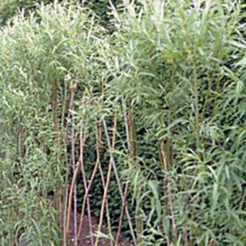 Salix Vinimalis