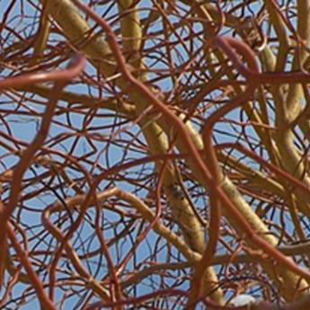 Salix Erythro Flexuosa