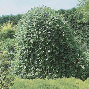 Salix Caprea Pendula