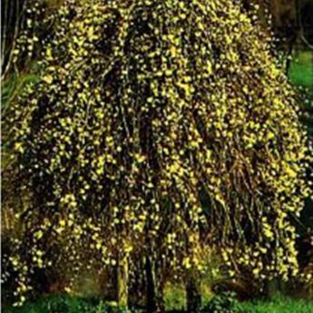 Salix Caprea Pendula Kilmarnock
