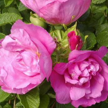 Rosa Rugosa Pussy