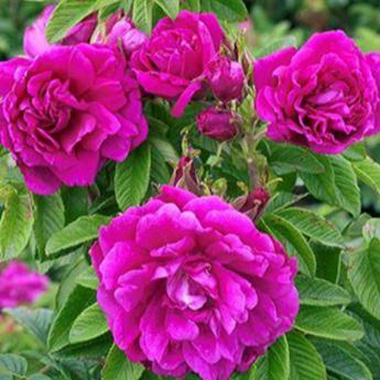 Rosa Rugosa Hansa