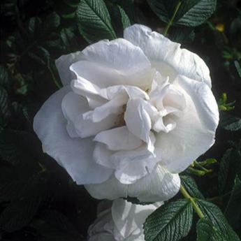 Rosa Rugosa Dame Blanche