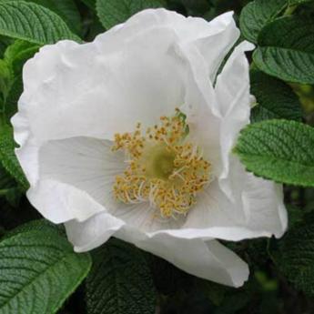 Rosa Rugosa