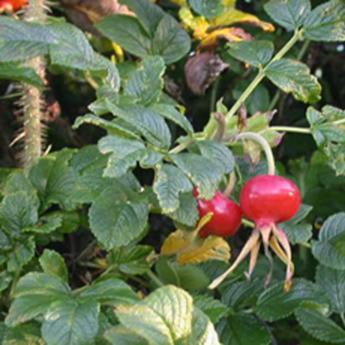 Rosa Rugosa