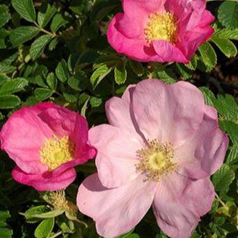 Rosa Rugosa Frau Dagmar Hastrup