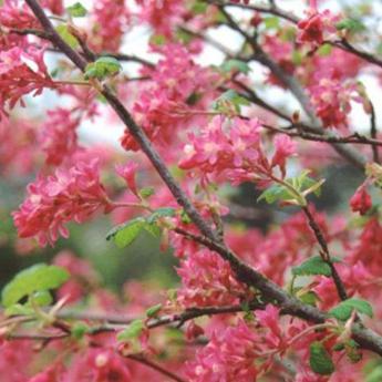 Ribes Sanguineum