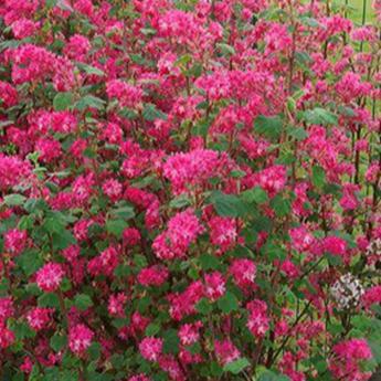 Ribes Sanguineum Red Bross