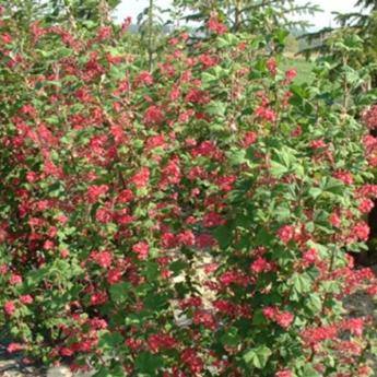 Ribes Sanguinem Pulborough Scarlet