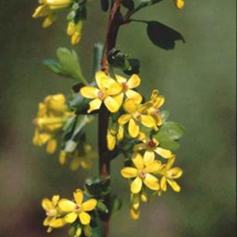 Ribes Odoratum
