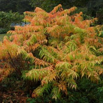 Rhus Typhina Tiger Eyes