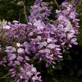 Wisteria caroline
