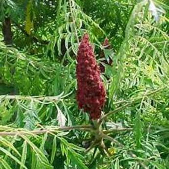 Rhus Typhina Dissecta