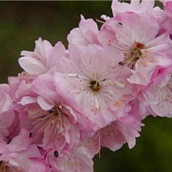 Prunus Triloba