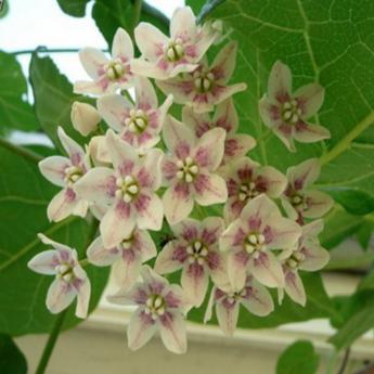 Wattakaka Sinensis