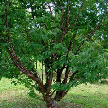 Prunus Serrula
