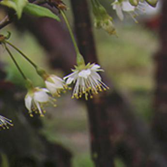 Prunus Serrula
